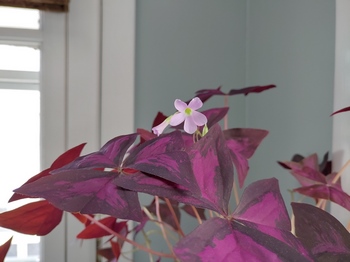 lg g8x picture sample 3