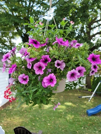 picture sample note 20 ultra 2