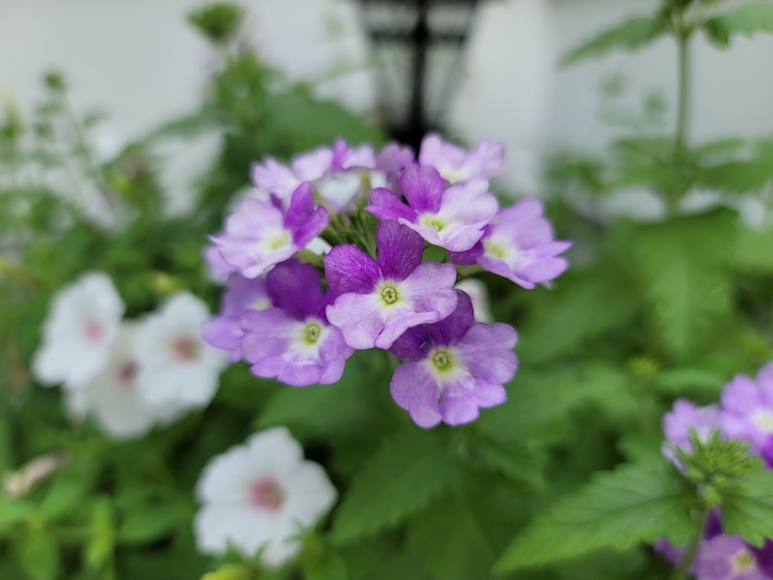 picture sample note 20 ultra 5