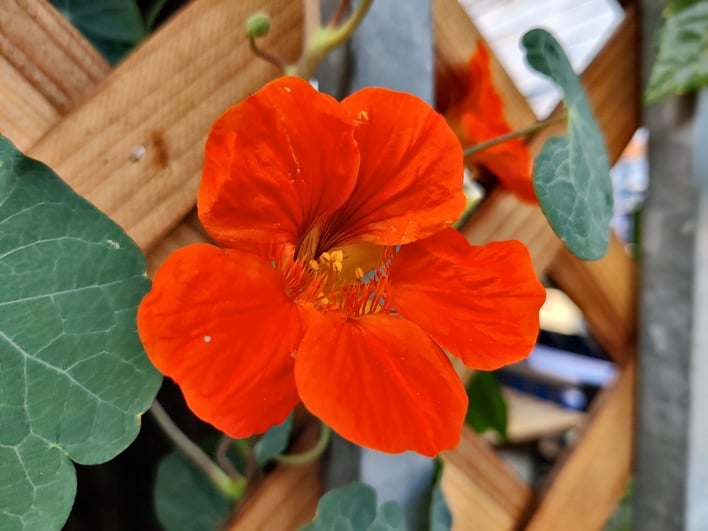 OnePlus 8T sample 03