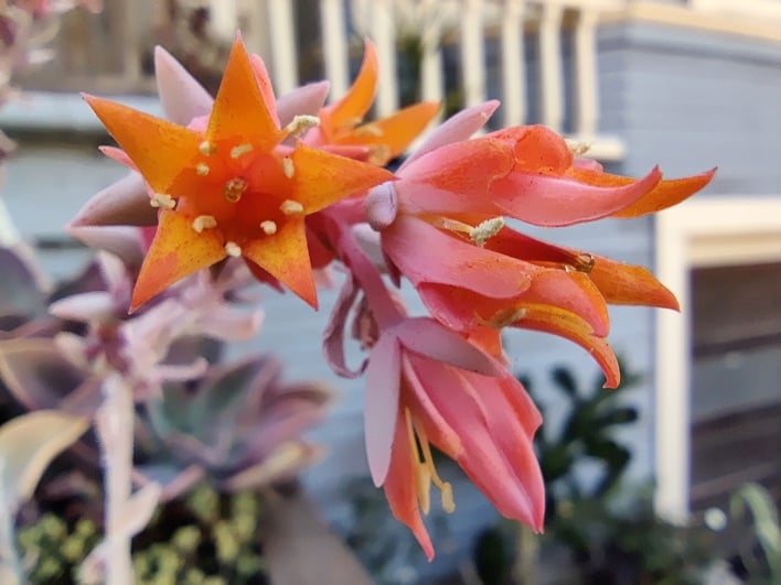 OnePlus 8T sample 28