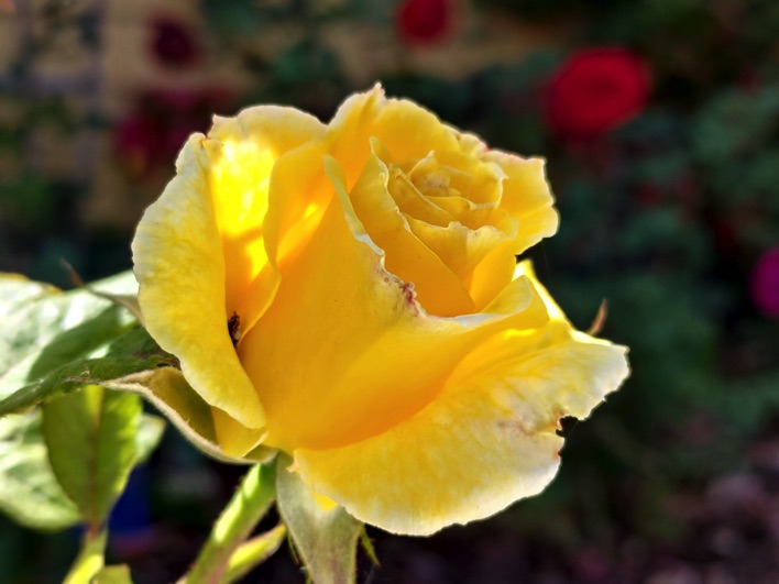 ASUS Zenfone 8 sample 17