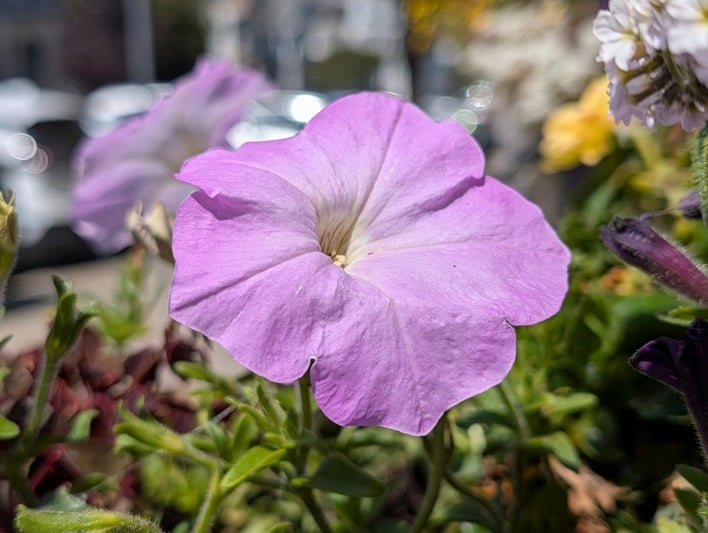 pixel 10 pro sample 28