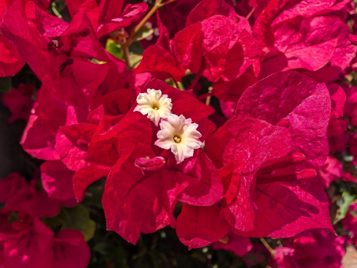 pixel 10 pro fold sample 30