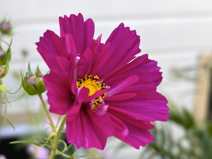 iphone air sample 29