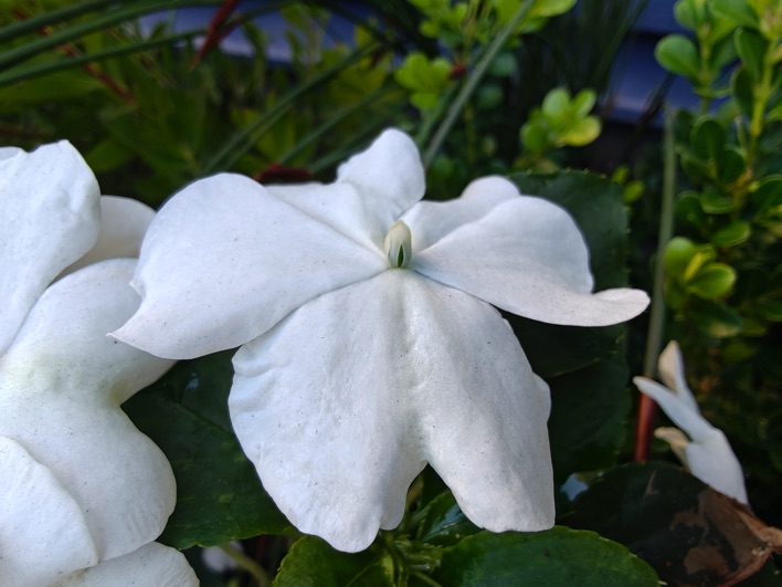 oneplus 15 sample 62