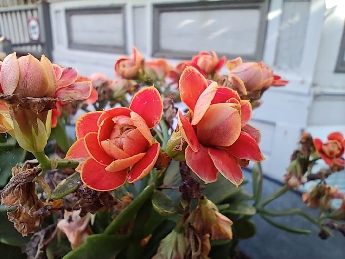 redmagic 11 pro sample 09