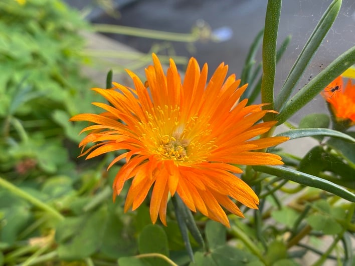 iphone 17e sample 06