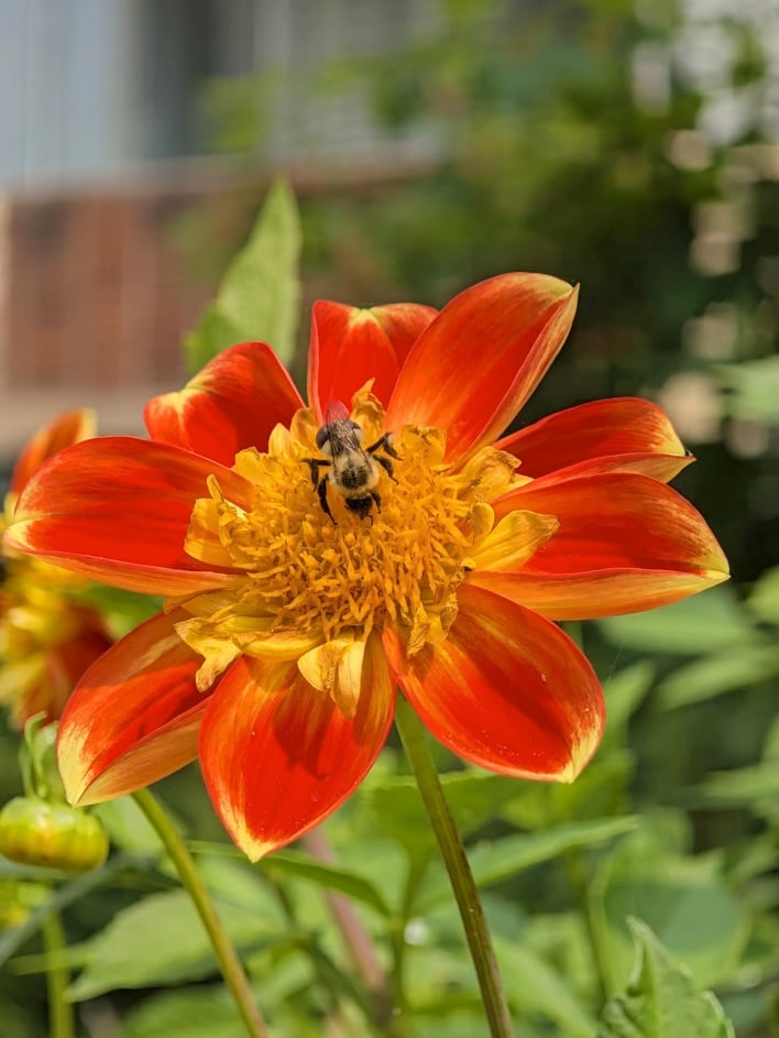 pixel 11 pro xl sample 29