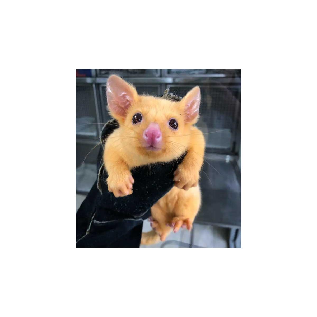 Yes, This Cute Little Possum Mutant Looks Just Like A Pikachu | HotHardware
