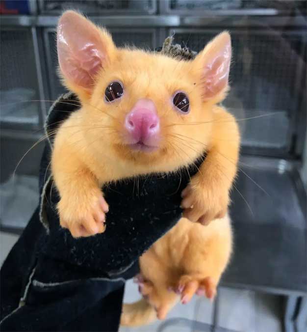 small_gold-possum.jpg