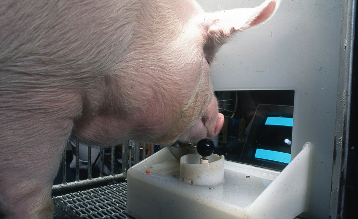 actual pigs trained to play videos games in research