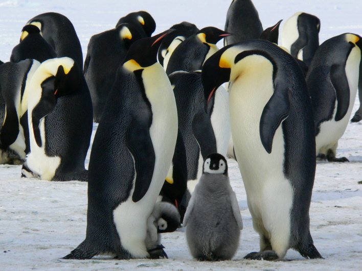 hero penguins security researchers apologize to unwavering linux community