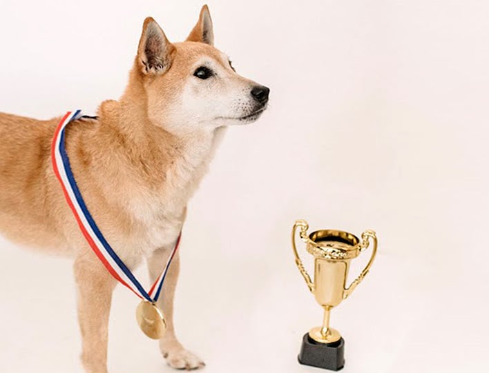 shiba inu championship top coin dog