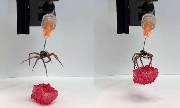 эксперимент с пауком