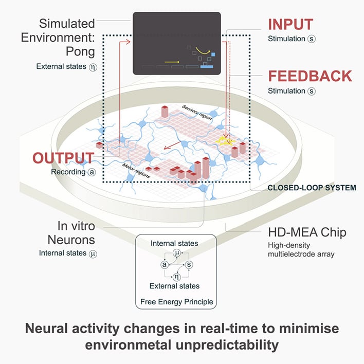 mini brain experiment