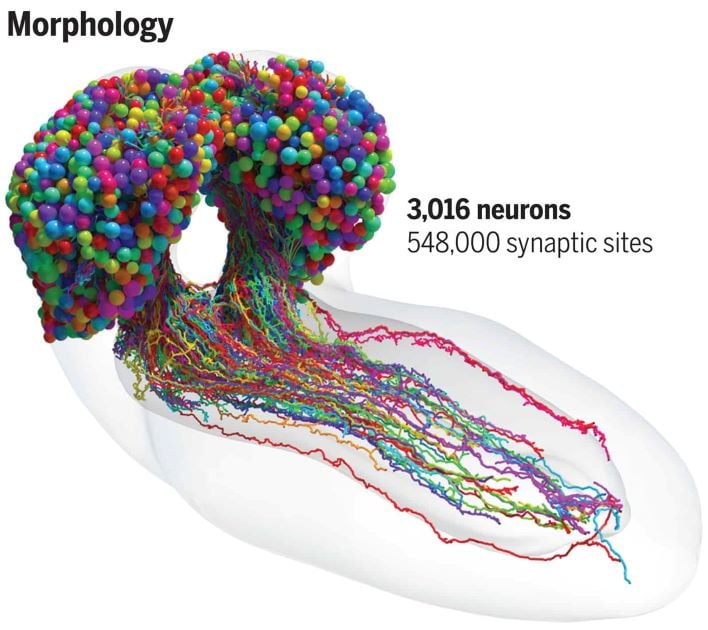 Scientists Map A Fruit Fly’s Brain With Over A Half Million Synapses ...