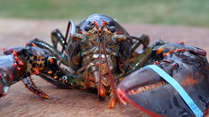 Live lobster with a rubber band on its claw.
