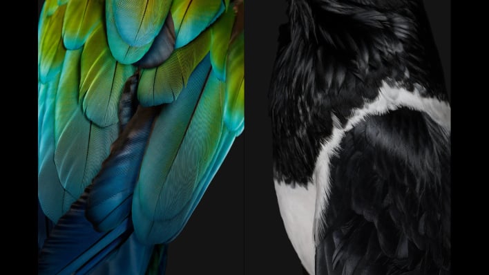 hero google wallpapers bird feathers