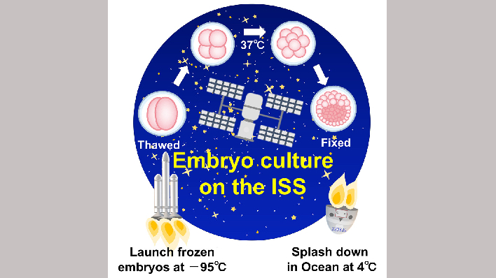 Researchers Grow Mouse Embryos In Space But What Does That Mean For