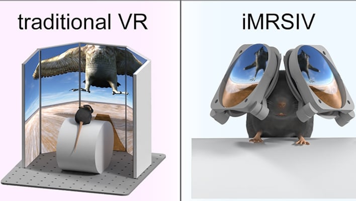 researchers develop vr system for rodents to see overhead threats
