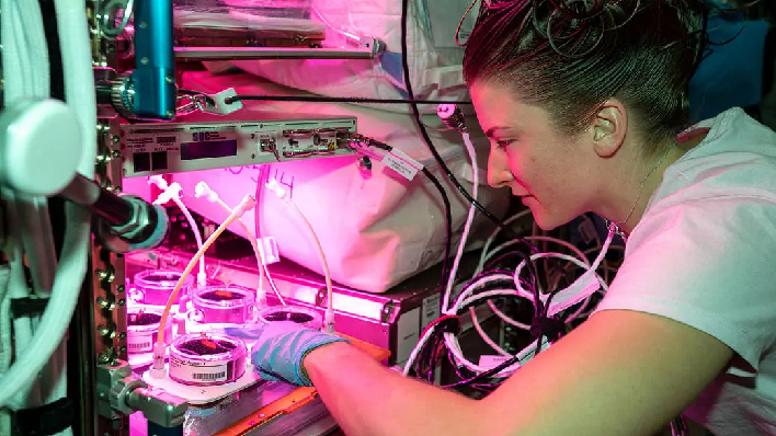 nasa iss growing plants