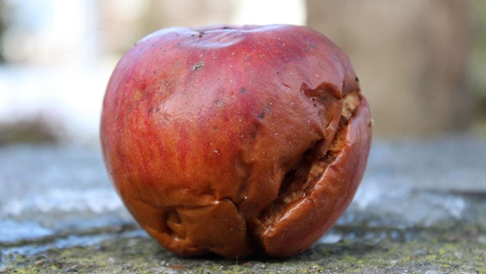 Closeup of an apple that is rotting.