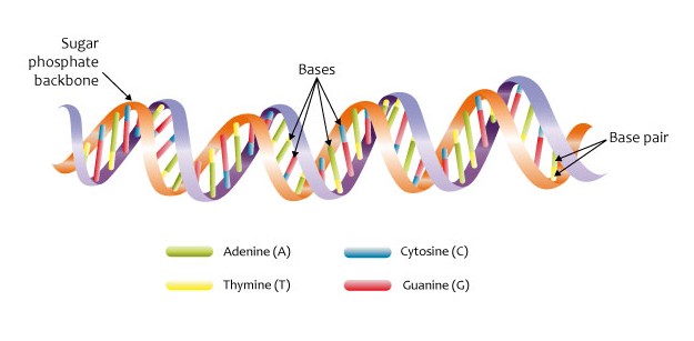 Podwójna helisa DNA (13081113544)