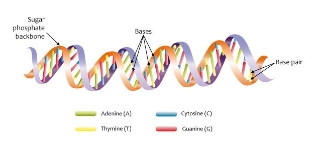 DNA double helix (13081113544)