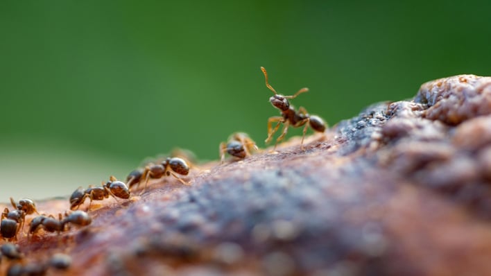 pc gaming nightmare fire ants invade rig and to devour a geforce gpu