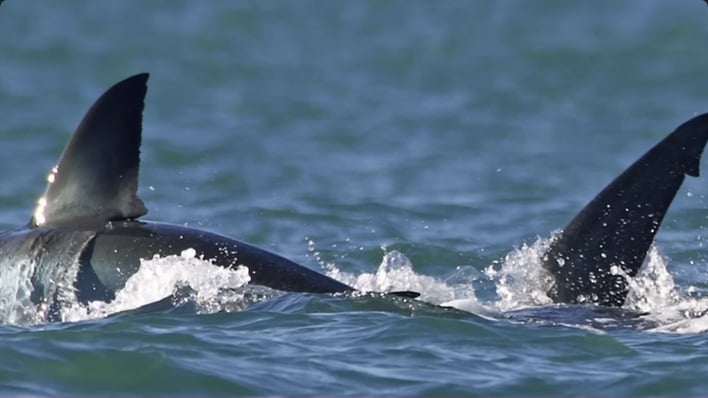 hero bbc orca shark encounter