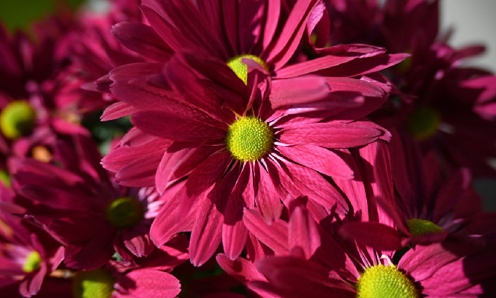 Nikkor Z 28 400 mm image fleur