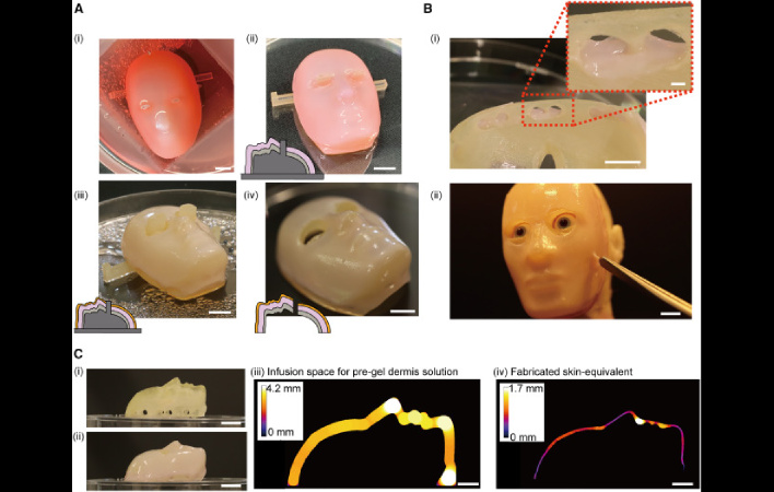 how faces are made of living skin