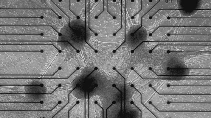 hero brain cells on silicon cortical labs