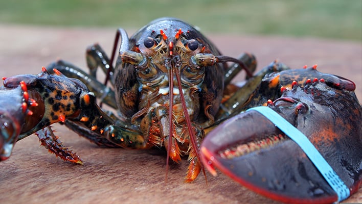 Catch Of The Day: Are Chinese Smugglers Hiding NVIDIA Chips With Live Lobsters?