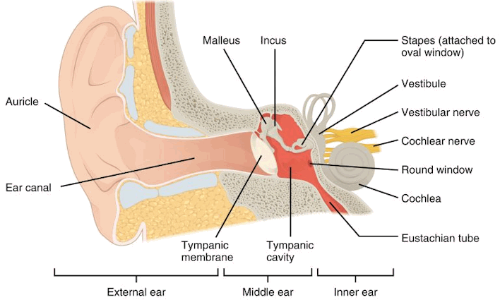 ear diagram