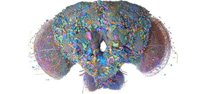 Frontal section of Google Research's digital map of a fly