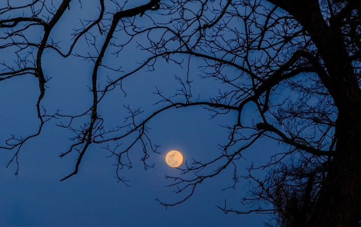 A full Moon is framed by the branches of a pecan tree on March 13, 2025, just outside of New Orleans, Louisiana