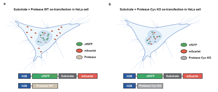 designed proteases function in mammalian cells