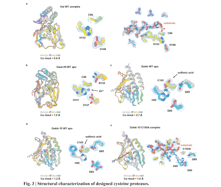 structural characterization of designed cysteine proteases